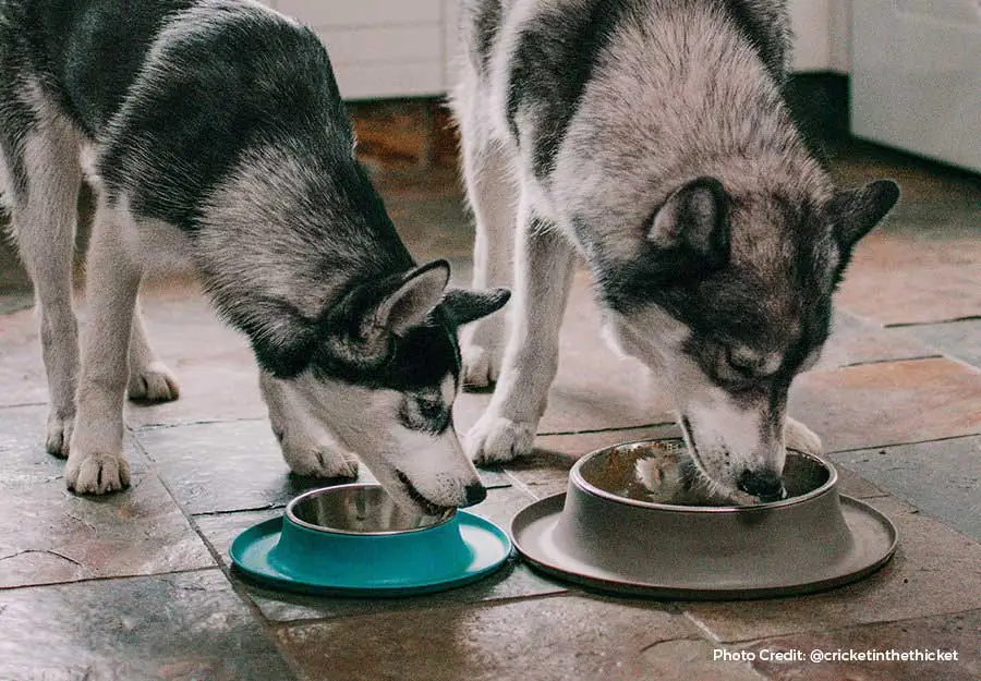 Older dog 2025 eating puppy food